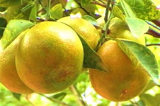 Cam BH không hạt ở Con Cuông được giá