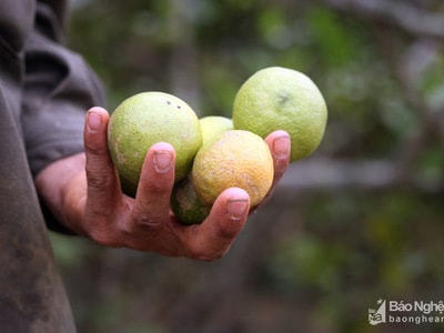 Chỉ còn 1.000 đồng/kg, nông dân miền núi chua chát bỏ chanh