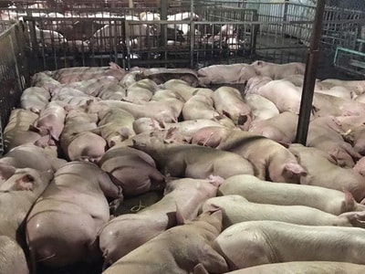 Vì sao lợn trước khi giết mổ bị tiêm thuốc an thần?