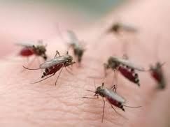 Việt Nam có thể sử dụng vaccine sốt xuất huyết vào năm 2018