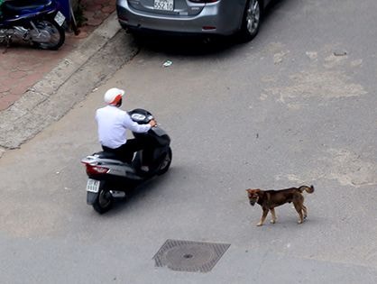 Những mức phạt vừa mới ra đời đã bị 'quên lãng'