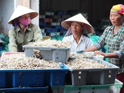 Làng biển Nghệ An vào mùa chế biến cá trỏng xuất khẩu