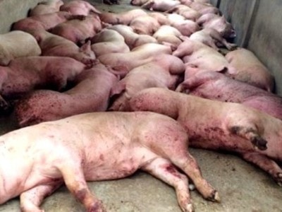 Hơn 5.000 con heo bị tiêm thuốc an thần sẽ tiếp tục lên bàn ăn?