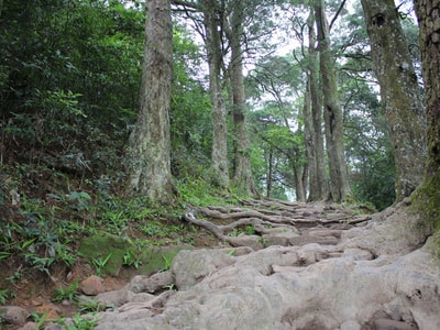 Hơn 26 tỷ đồng bảo tồn cây xích tùng cổ rừng Yên Tử