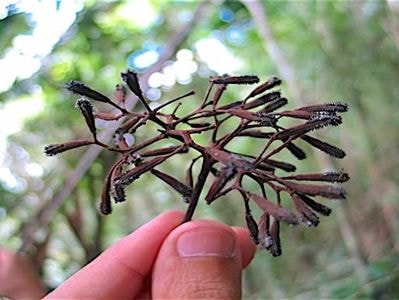 Loài cây chuyên bắt chim để biến thành phân bón