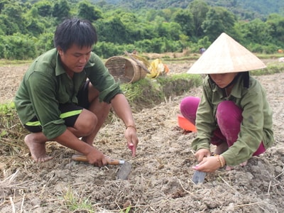 Ngô sinh khối 'về' trên 100 ha đất Tương Dương