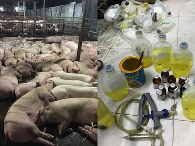 Tiêu hủy 3.750 con heo tiêm thuốc an thần, dừng lò mổ 'khủng'