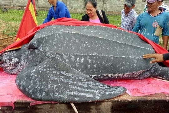 Ngư dân an táng Bà Khế nặng hơn nửa tấn dạt vào biển Mũi Né