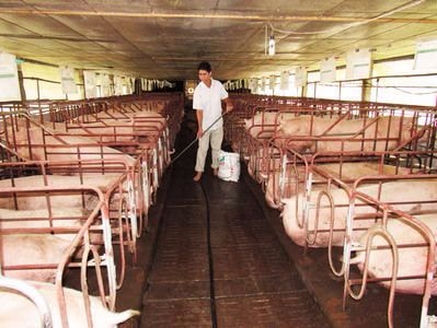 Nông dân Nghệ An xây 18.000 bể biogas trong chăn nuôi