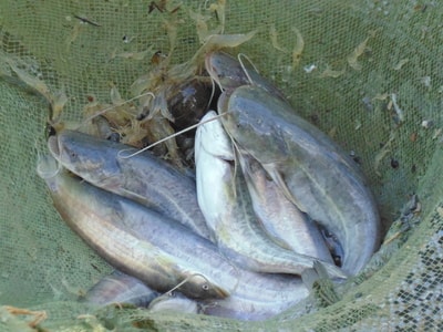 Thủy sản 'sạch' vùng sinh thái Con Cuông