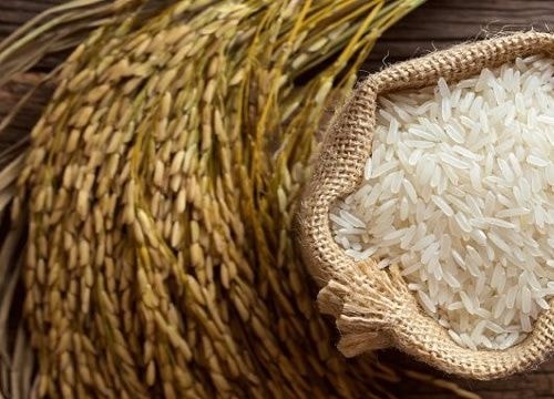 Phát triển 'vựa' lúa gạo chất lượng cao ở Nghệ An