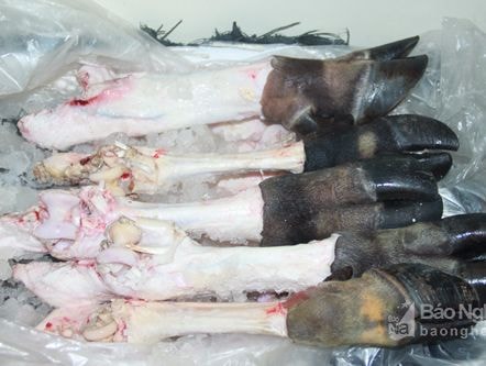 Bắt giữ xe khách chở 270 kg chân trâu, bò hôi thối