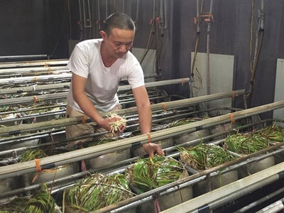 Mô hình sản xuất giá đỗ tự động