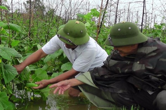 Mưa to, cây trồng vụ đông ngập úng, nông dân thiệt hại nặng nề