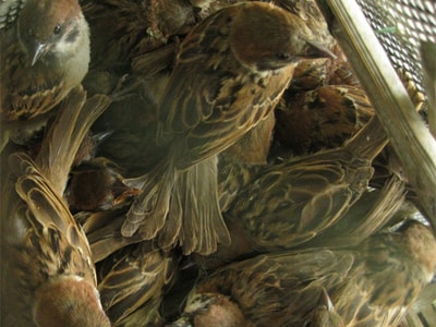 Vì tin đồn thần dược, chim sẻ bị tận diệt