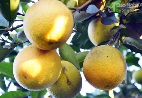 Ai sẽ quản lý dán tem điện tử cam Vinh?