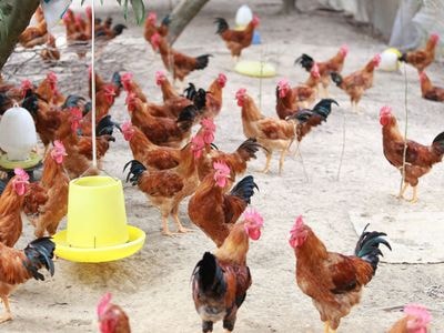 Cách nuôi gà thả vườn cho hiệu quả kinh tế cao