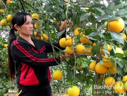 Người dân nói gì về dán tem điện tử truy xuất nguồn gốc cam Vinh?