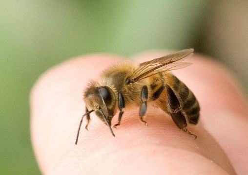 Nhiều học sinh nhập viện vì ong đốt ở Thanh Chương