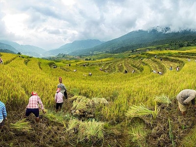 Cảnh sắc như tranh của Sa Pa mùa lúa chín