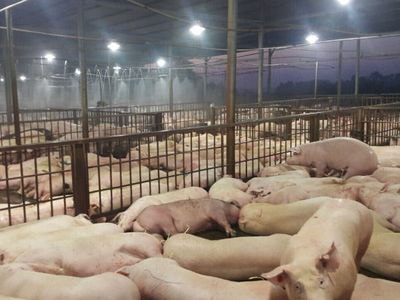 Lập đường dây nóng tiếp nhận tố giác sau vụ lợn bị tiêm thuốc an thần
