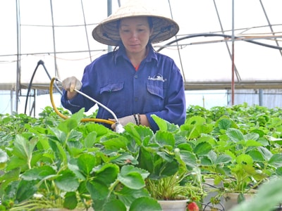 Hướng đi cho nông nghiệp Nghệ An từ các mô hình ở Lâm Đồng