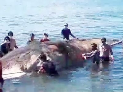 Xác cá voi hơn 13m trôi dạt ở biển