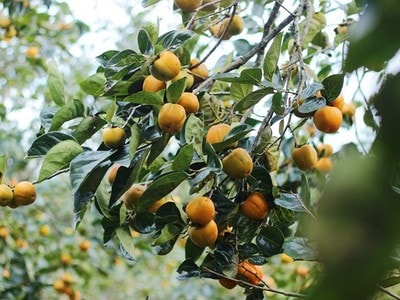 Nông dân Nghệ An thu tiền tỷ từ trồng hồng lấy quả