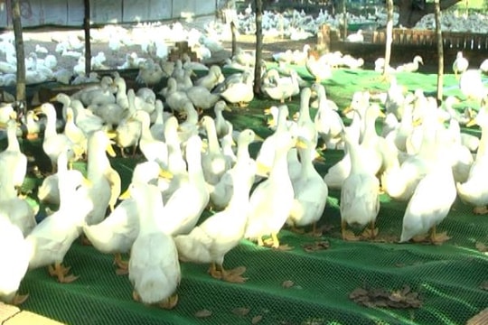 Làm sàn cho 'vịt nhảy', thu trên 100 triệu đồng mỗi năm