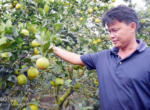 Cơ hội mới cho cam Vinh khi dán tem truy xuất nguồn gốc