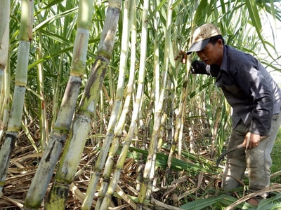 Luân canh trên đất bãi ở Thái Hòa