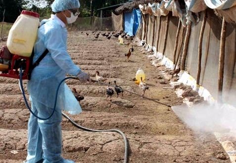 Nghệ An cùng 3 tỉnh được cấp vắc-xin phòng chống dịch gia súc, gia cầm