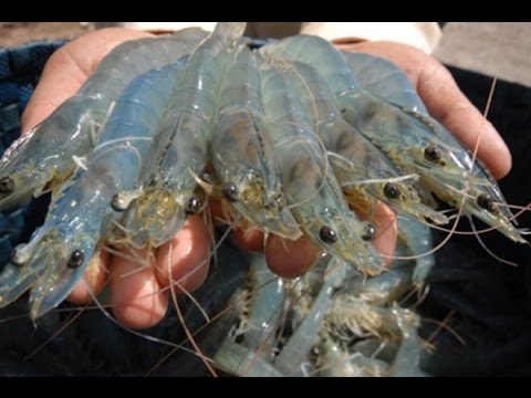 Nông dân Nghệ An chuẩn bị nuôi tôm vụ đông