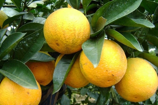 5 huyện, 12 xã nằm trong chỉ dẫn địa lý sẽ được dán tem cam Vinh