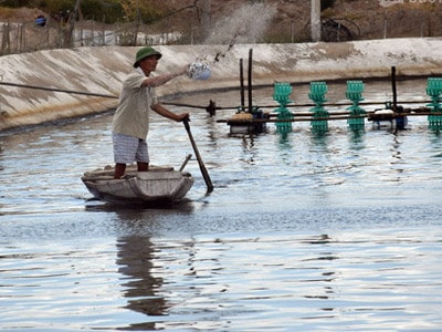 Cách bổ sung Vitamin C cho tôm, cá