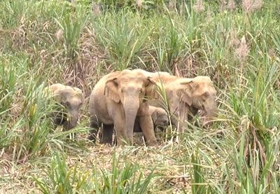 Nghệ An: Voi rừng xéo nát 2ha keo