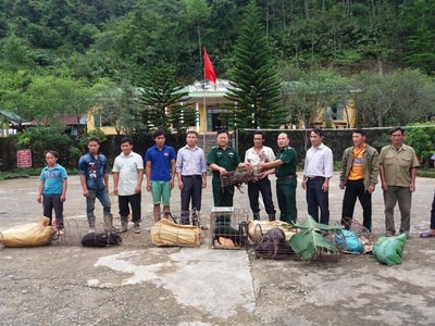 Kỳ Sơn: Trao 50 con lợn giống cho hộ nghèo vùng biên