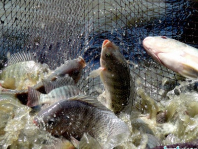 Cách chăm sóc và bảo vệ cá nuôi mùa mưa