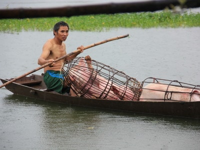 Người dân Nghệ An tất tả 'ôm' gia súc chạy lũ