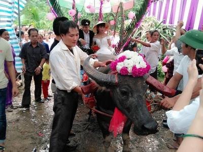 Nghệ An: Màn rước dâu vượt lũ bằng xe trâu 'độc nhất vô nhị'