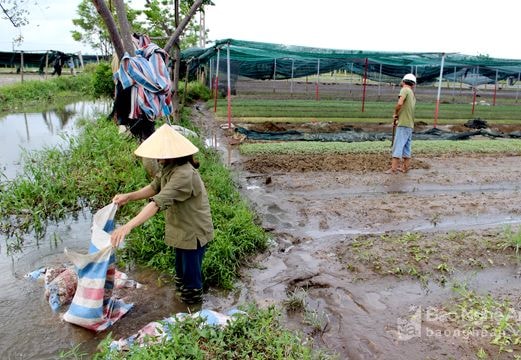 Nỗ lực 'cứu' cây đông sau mưa lũ
