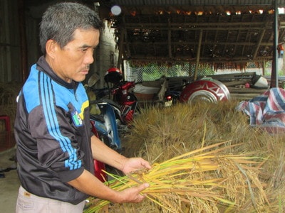 Nông dân bất lực nhìn lúa mọc mầm vì mưa liên tiếp