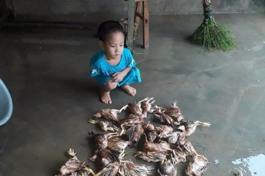 Những hình ảnh đau lòng trong đợt lũ lịch sử ở Nghệ An