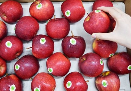 Người Việt ăn 3.000 tấn táo Pháp mỗi năm