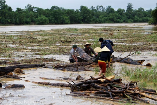 Người dân liều mình vớt củi lụt giữa nước lũ