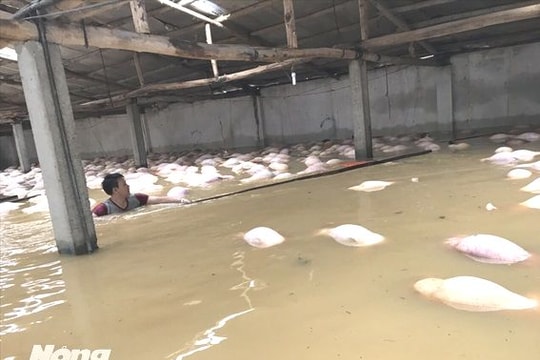 Trại lợn gần 4.000 con bị xóa sổ sau ngập lụt