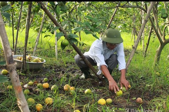 Người trồng cam Xã Đoài thất thu tiền tỷ