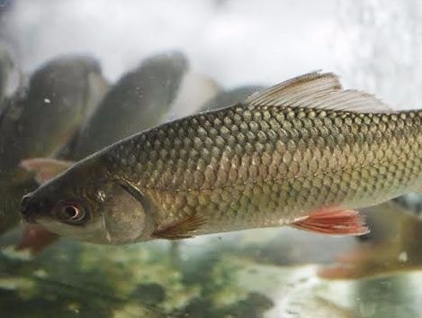 Hơn 300 tấn cá trôi theo dòng nước lũ, nông dân Nam Đàn mất 15 tỷ đồng