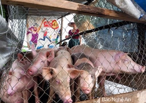 Người dân làm lán cho lợn chạy lũ