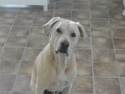 Chó có khả năng đánh hơi ung thư phổi